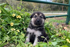 Rito - German Shepherd for sale