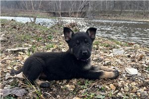 Glory - German Shepherd for sale