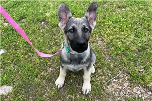 Bella - German Shepherd for sale