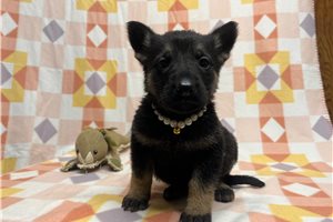 Gemma - German Shepherd for sale