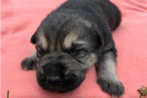 Hillary - puppy for sale