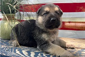 Hillary - German Shepherd for sale
