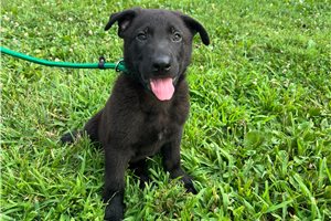 Nitro - German Shepherd for sale