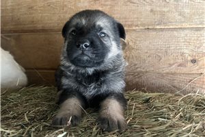 Benjamin - puppy for sale
