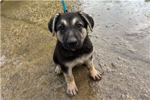 Nera - German Shepherd for sale