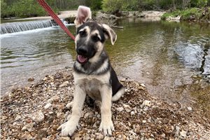 Bennett - German Shepherd for sale