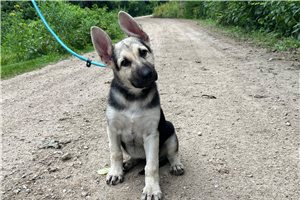 Hillary - German Shepherd for sale