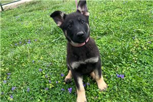 Breslin - German Shepherd for sale