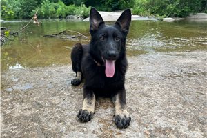 Gwendolyn - German Shepherd for sale