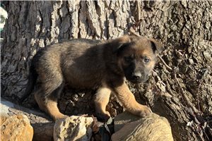Bernard - German Shepherd for sale