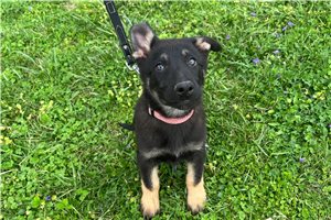 Brendan - German Shepherd for sale