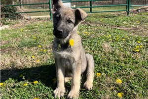 Bella - German Shepherd for sale