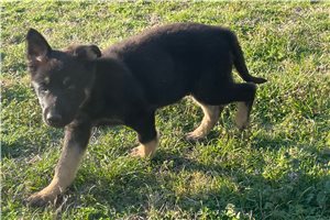 Brendan - German Shepherd for sale
