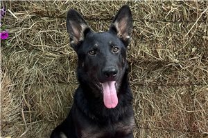 Glory - German Shepherd for sale