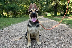 Nermal - German Shepherd for sale