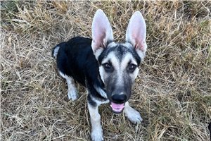 Nera - German Shepherd for sale