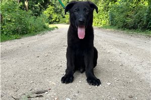 Ninja - German Shepherd for sale