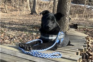 Nora - German Shepherd for sale