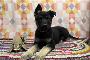 Grant - German Shepherd for sale