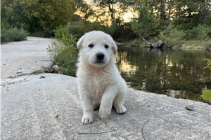 Roma - German Shepherd for sale