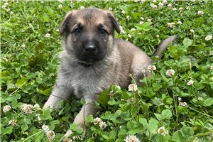 Nixon - German Shepherd for sale