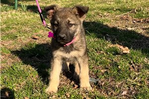 Bella - German Shepherd for sale