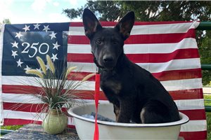 Glory - German Shepherd for sale