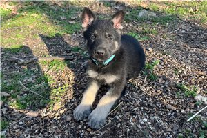 Grant - German Shepherd for sale