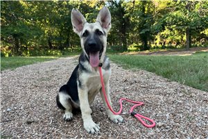Holly - German Shepherd for sale