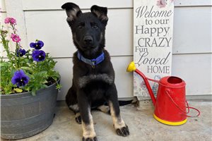 Gwendolyn - puppy for sale