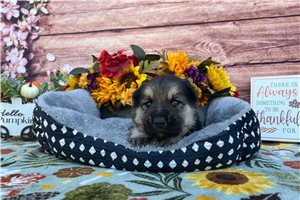 Rory - puppy for sale