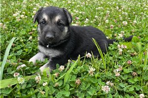 Nera - German Shepherd for sale