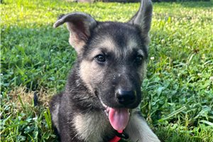 Holly - German Shepherd for sale