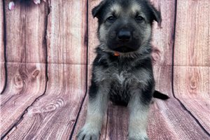 Huckleberry - German Shepherd for sale