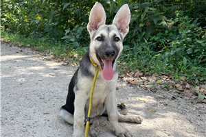 Heidi - German Shepherd for sale