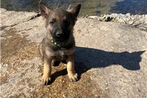 Griffin - German Shepherd for sale