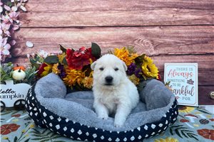 Roma - German Shepherd for sale