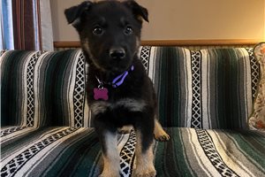 Breslin - German Shepherd for sale