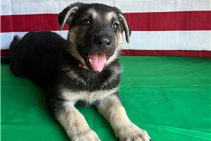 Nera - German Shepherd for sale