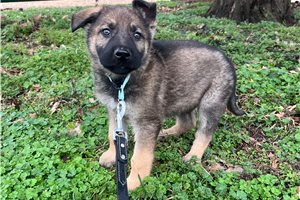 Bernard - German Shepherd for sale