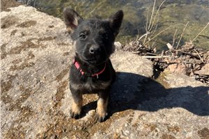Gemma - German Shepherd for sale