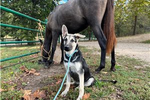 Nema - German Shepherd for sale