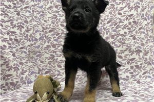 Brendan - German Shepherd for sale