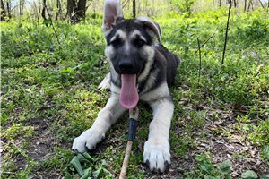 Bennett - German Shepherd for sale