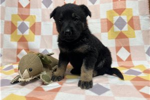 Glory - German Shepherd for sale