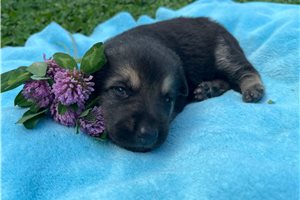 Nermal - puppy for sale