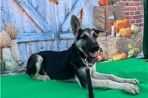Nema - German Shepherd for sale