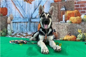 Nera - German Shepherd for sale