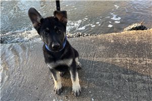 Grant - German Shepherd for sale
