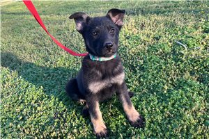 Glory - German Shepherd for sale